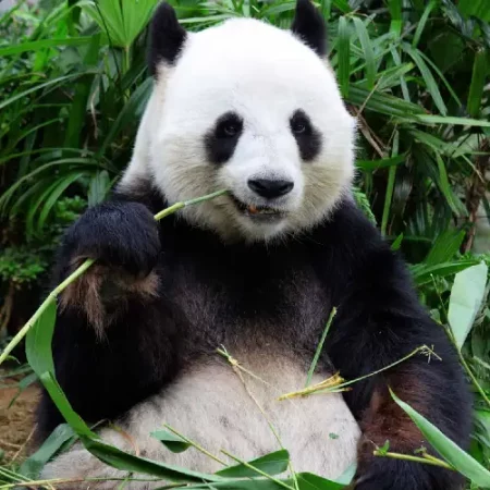 Panda dekbedovertrekken