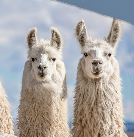 Lama dekbedovertrekken