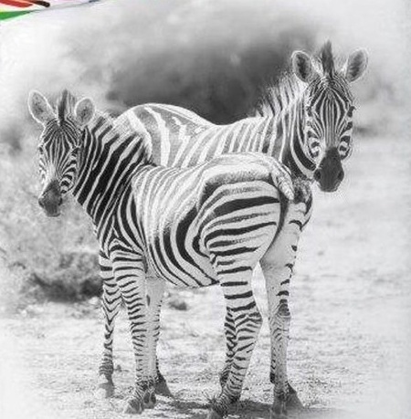 Zebra dekbedovertrekken