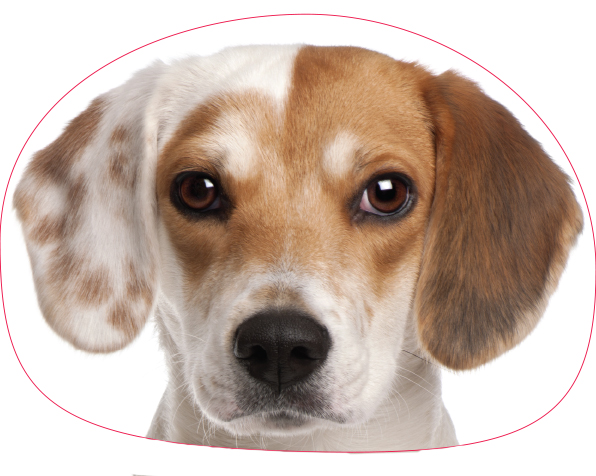 Honden sierkussen beagle 40 x 40 cm