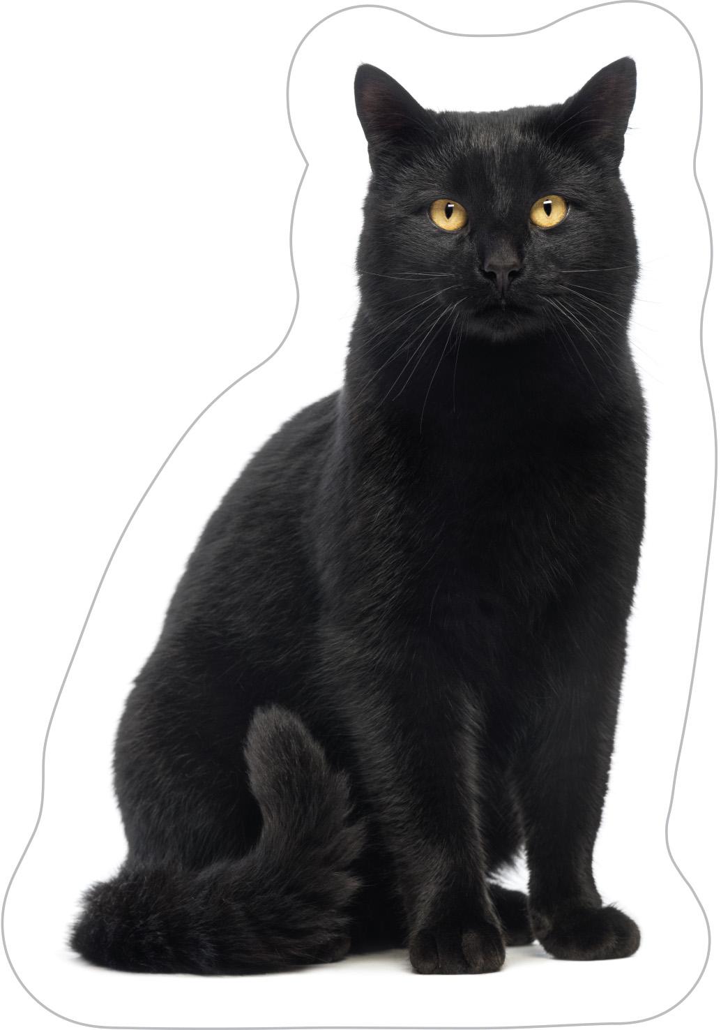 Zwarte kat sierkussen gevormd