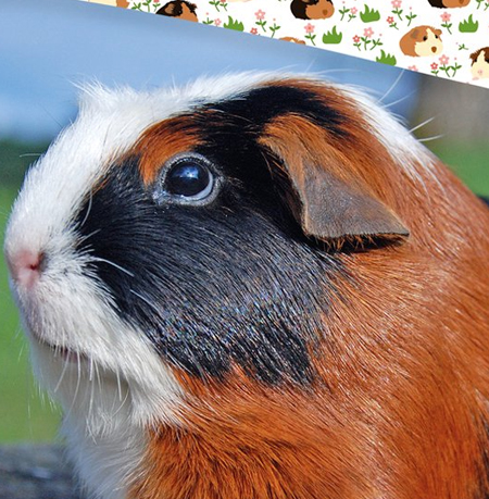 Cavia's dekbedovertrek