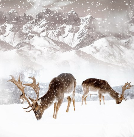 Herten dekbedovertrek