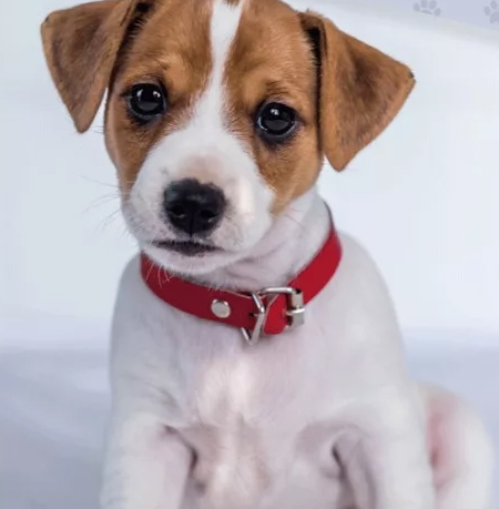 Honden dekbedovertrek