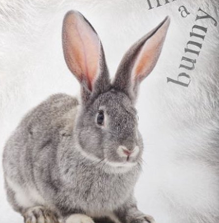 Konijnen dekbedovertrek