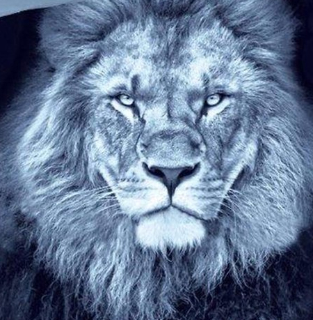 Leeuwen dekbedovertrek