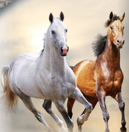 Paarden dekbedovertrek