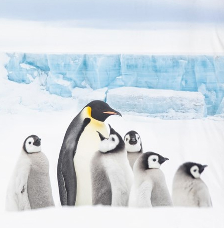 Pinguïns dekbedovertrek