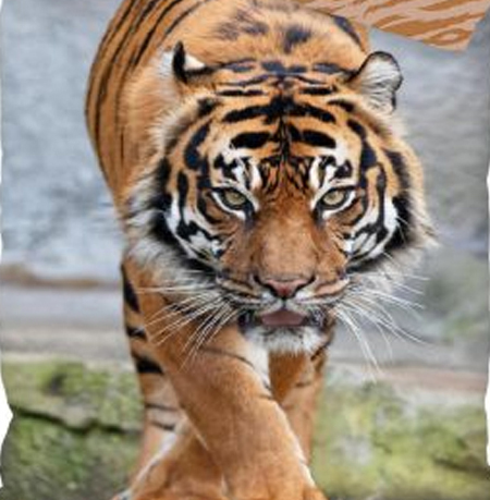 Tijgers dekbedovertrek