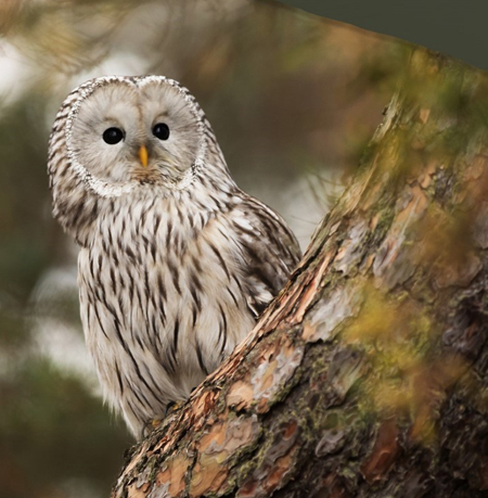 Uilen dekbedovertrek