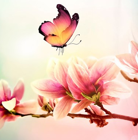 Vlinders dekbedovertrek