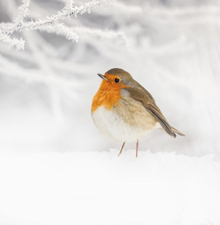 Vogels dekbedovertrek