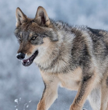 Wolven dekbedovertrek