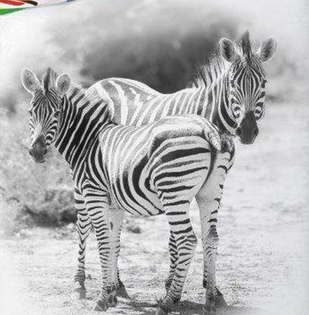 Zebra's dekbedovertrek