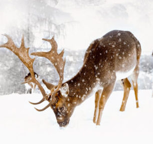 Good Morning Dekbedovertrek "herten in winterlandschap" - Zand - (200x200/220 cm) - Katoen Flanel