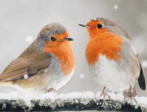 Vogel dekbedovertrek
