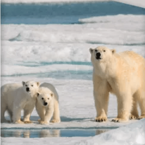 Ijsberen dekbedovertrek